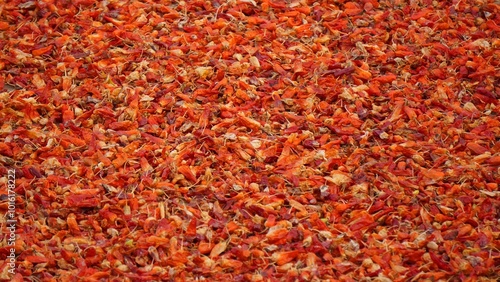 Red Peppers Drying in the Sun Aerial View: A Stunning Drone Perspective of Sun-Drying Peppers Spread Across Vast Fields, Highlighting Traditional Food Preservation