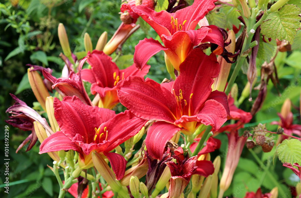 Blooming red lilies with buds on a daylily bush in the garden on a summer day - horizontal photo, close-up, inflorescence Blooming red lilies with buds on a daylily bush in the garden on a summer day - horizontal photo, close-up, inflorescence