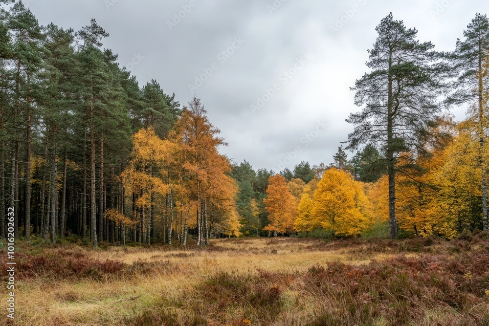 An expansive view of a fall landscape featuring a variety of trees adorned in hues of gold and orange, set beneath a clouded sky creating a serene atmosphere. An expansive view of a fall landscape featuring a variety of trees adorned in hues of gold and orange, set beneath a clouded sky creating a serene atmosphere.