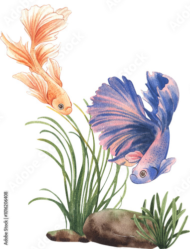 Orange Super Delta betta, blue-pink Halfmoon, dark brown stone covered in moss, Cryptocoryne Balansae, thai betta splendens, hand-drawn watercolor painting illustration photo