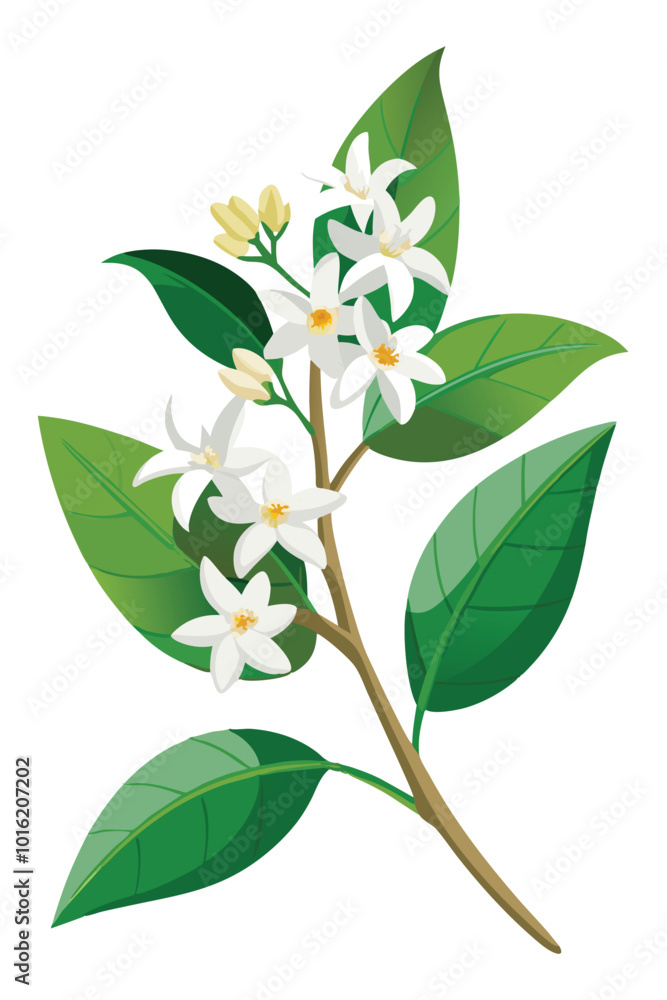 Obraz premium Stephanotis Branch With Flowers Vector Illustration On White Background