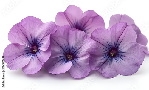 a group of purple flowers