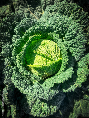 Close up view of a green savoy cabbage growing in a  farmers field photo