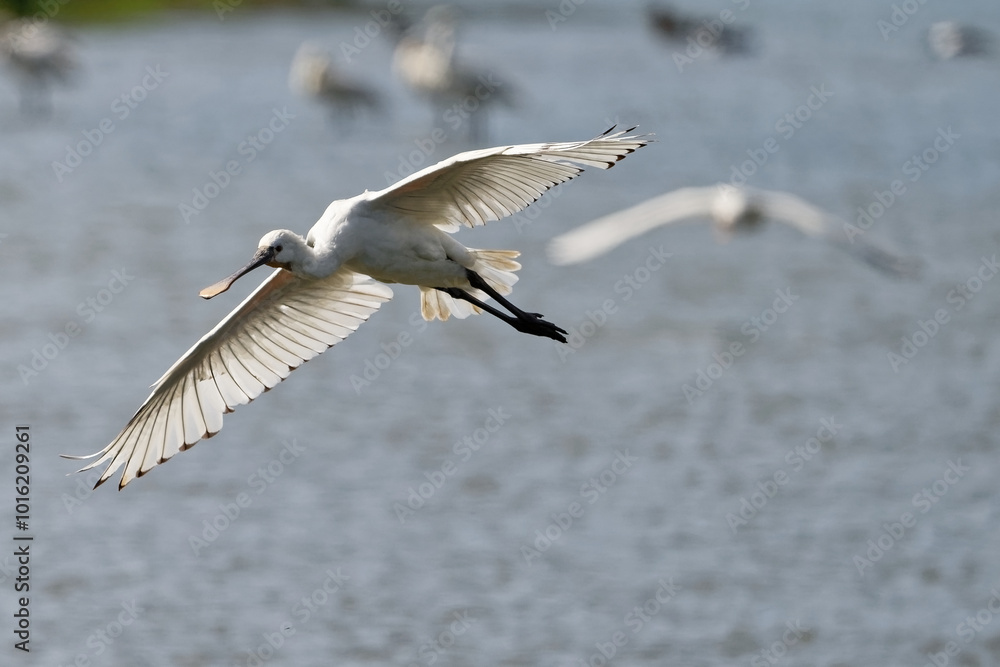 Spatule blanche - Platalea leucorodia - échassiers - Threskiornithidae
Spatule blanche - Platalea leucorodia - échassiers - Threskiornithidae