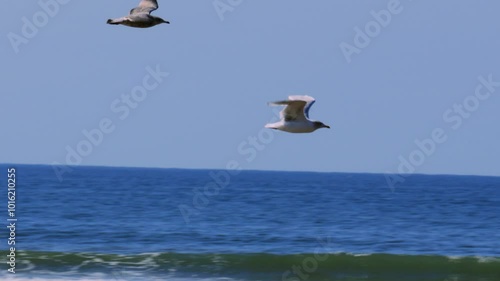 Flock of Seagulls Elegantly Flying in Slow Motion Across Rhossili Bay Beach with Waves Crashing in Background on Hot Sunny Day 4K