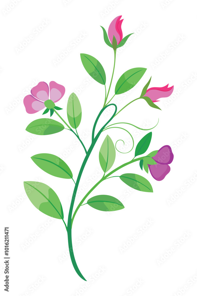 Obraz premium Sweet Pea Branch With Flowers Vector Illustration On White Background Botanical Art Design