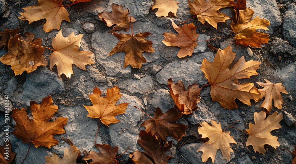 A landscape with large, dark brown sycamore leaves rustling and falling in the slightly cold, dry early October air. The leaves tumble and spin on the rough. A landscape with large, dark brown sycamore leaves rustling and falling in the slightly cold, dry early October air. The leaves tumble and spin on the rough.