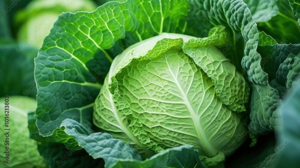 Lush green cabbage with intricate leaf patterns is bathed in natural light, embodying freshness and vitality. Lush green cabbage with intricate leaf patterns is bathed in natural light, embodying freshness and vitality.