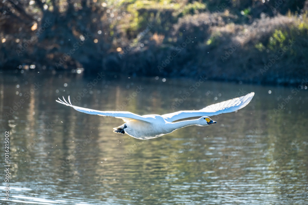 Fototapeta premium 川島町白鳥飛来地 水辺から飛び立つ白鳥 埼玉県比企郡川島町