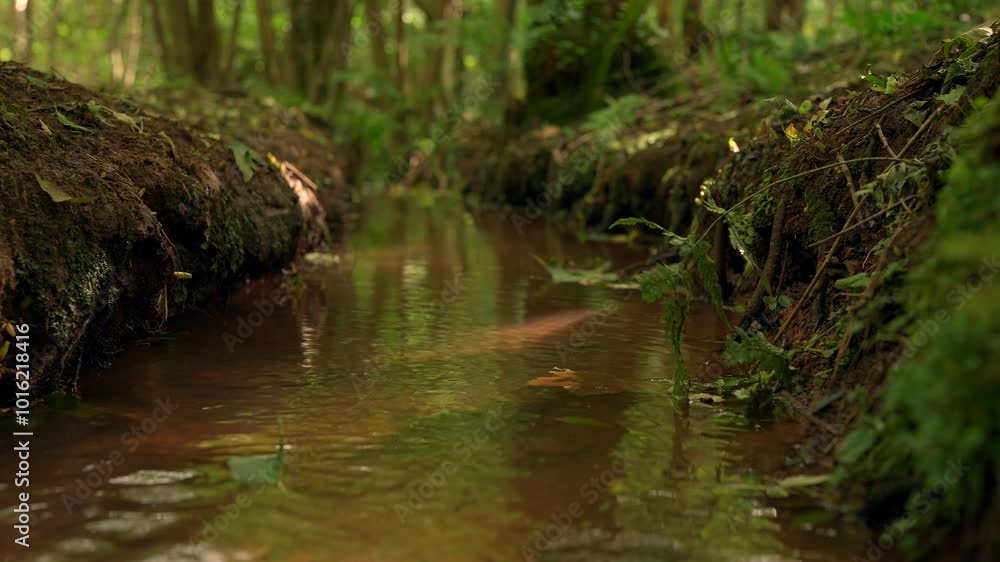 Autumn leaves floating down a dirty woodland stream in an English forest Autumn leaves floating down a dirty woodland stream in an English forest