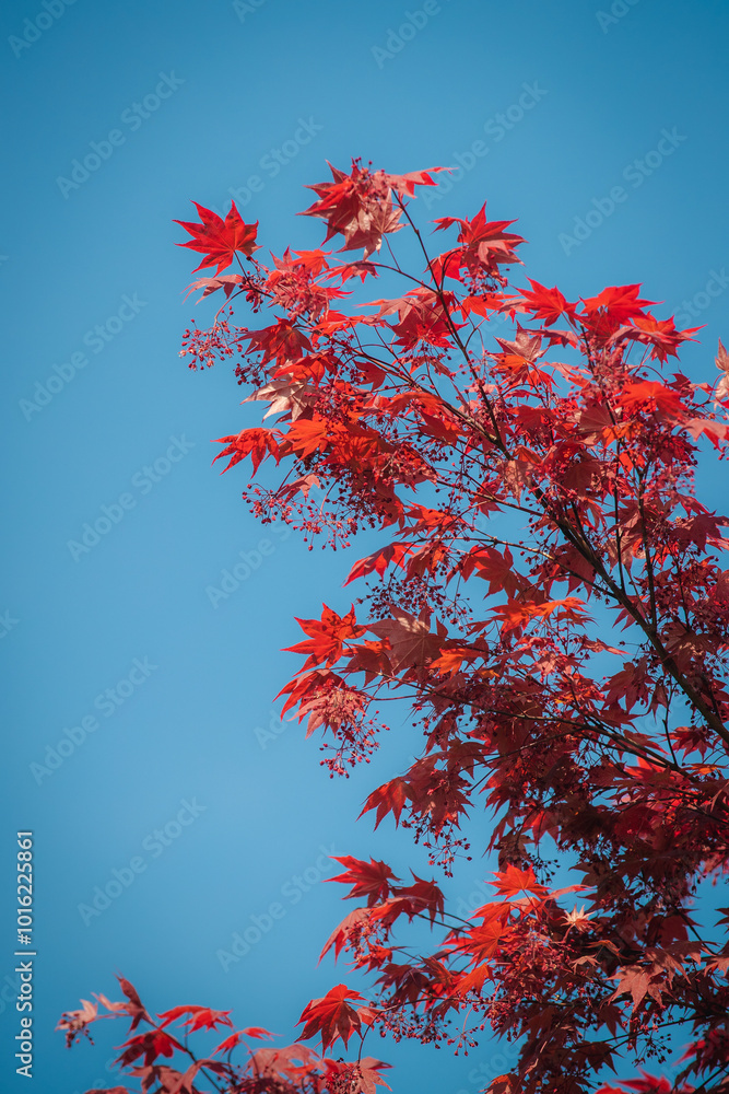 Japanese Momiji Leaves against Blue Sky Japanese Momiji Leaves against Blue Sky