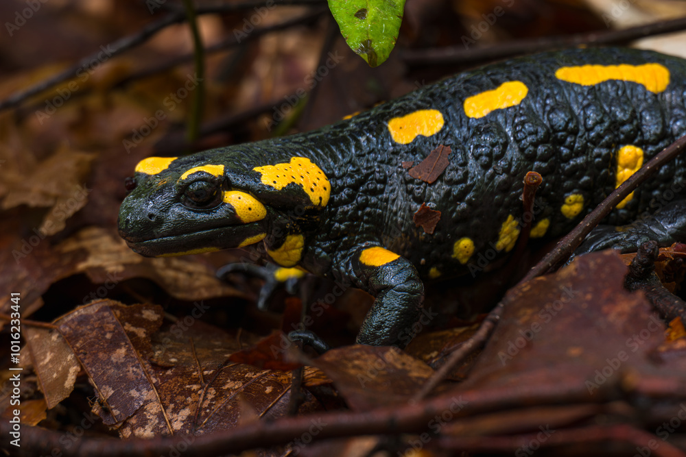 Obraz premium Fire salamander. Salamandra salamandra is a well known salamander species. Close up of black and yellow amphibian in natural habitat, wet autumn forest.