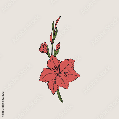 Hand drawn line art gladiolus flower illustration