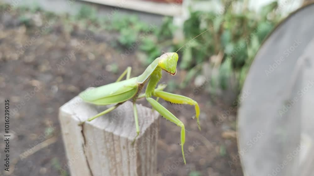 big green mantis. Portrait of a praying mantis - a close-up of his head. Predatory insect in green grass. Portrait of an amazing praying mantis - a predatory insect in the grass. big green mantis. Portrait of a praying mantis - a close-up of his head. Predatory insect in green grass. Portrait of an amazing praying mantis - a predatory insect in the grass.