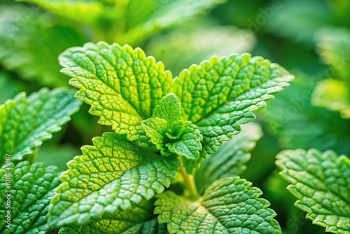 Macro shot of Lemon Balm plant in the garden