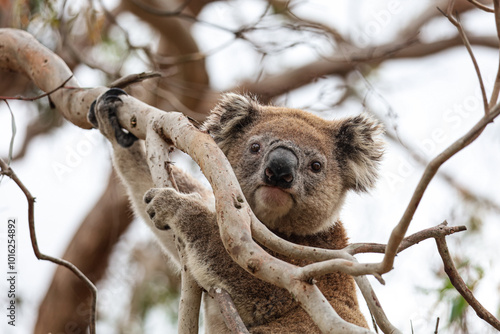 Fototapeta Naklejka Na Ścianę i Meble -  Portrait picture of a koala bear looking at the camera. Cute australian endemic animal holding onto a branch of a tree. Amazing wildlife moment captured in Victoria, east Australia. 