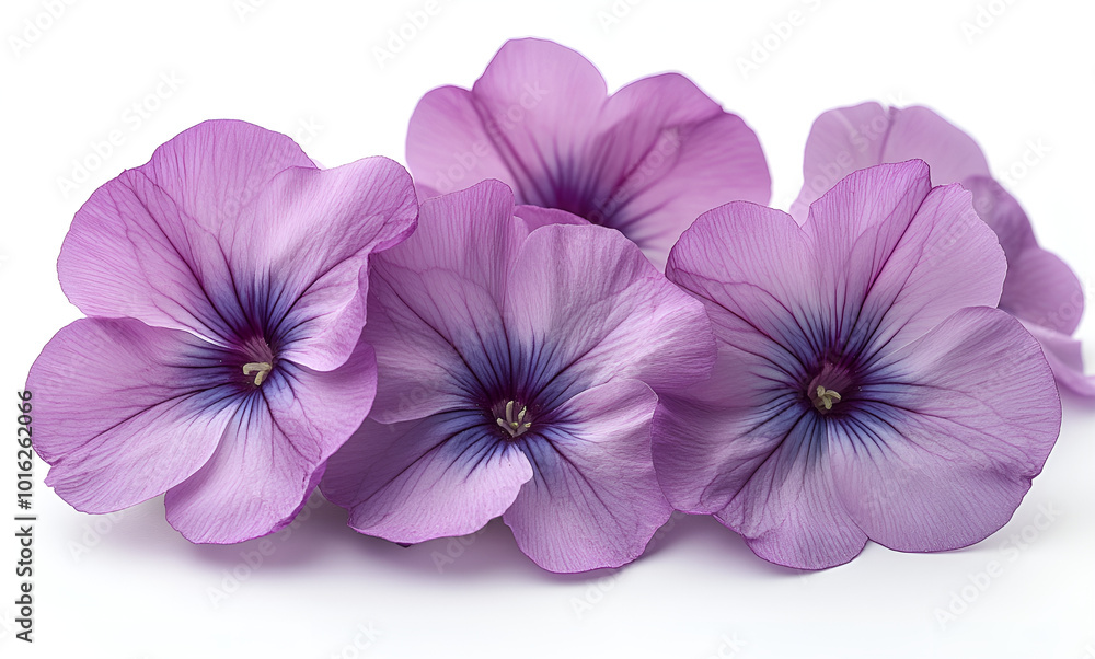 a group of purple flowers
a group of purple flowers