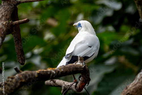 Bali myna, also known as Rothschild's mynah, Bali starling, or Bali mynah, locally known as jalak Bali photo