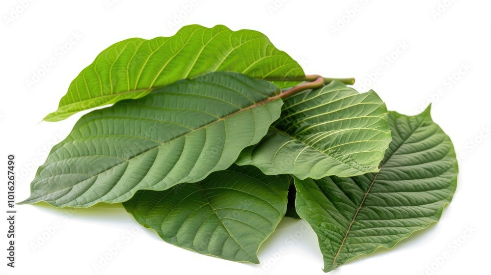 Fototapeta premium Kratom Leaves Isolated On White Background with Medicinal Properties