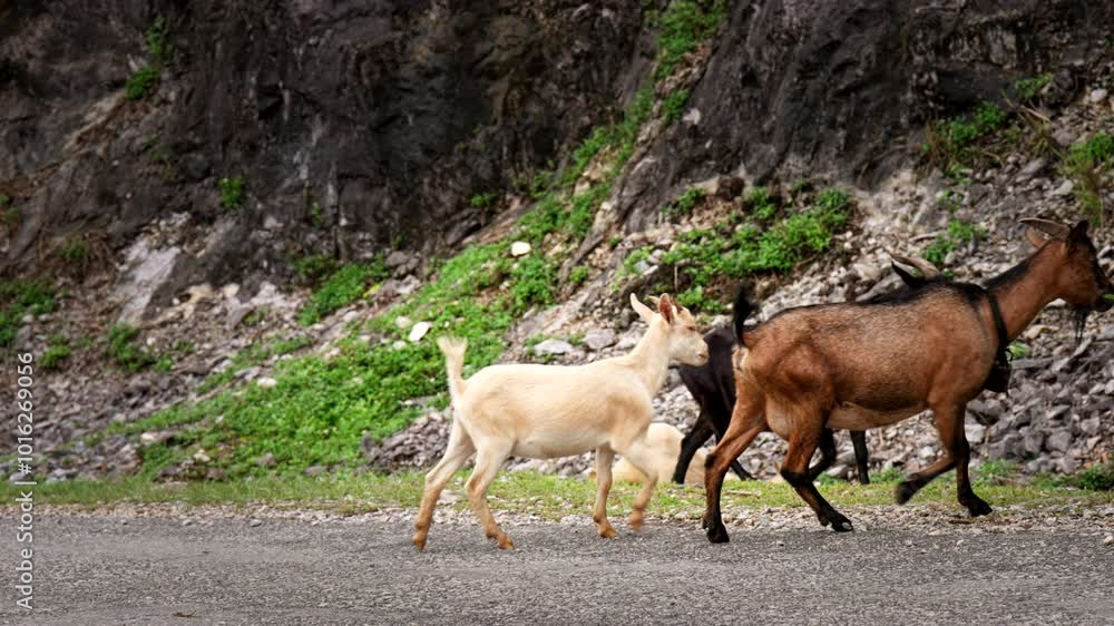 Kid Goat herd, roadside track, vegetation, rock, Asian farming industry Kid Goat herd, roadside track, vegetation, rock, Asian farming industry