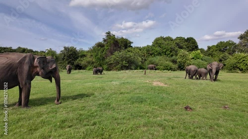 Herd of wild elephants grazing on the lush grasslands of Kaudulla National Park in Sri Lanka. Pan Right Shot photo