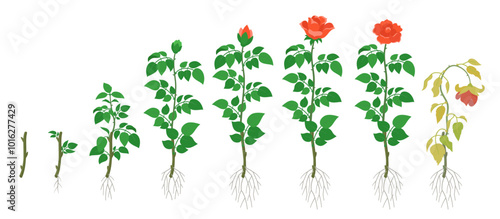Growth Stages of a Rose growing from cuttings - Vector Illustration