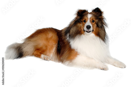 Happy shetland sheepdog taken on at clean white background