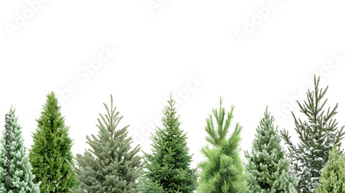 Close-Up of Lush Green Pine Branches Perfect for Holiday Decoration and Christmas Trees