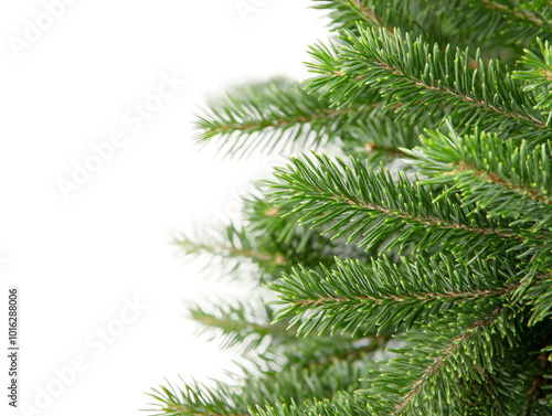 Close-Up of Lush Green Pine Branches Perfect for Holiday Decoration and Christmas Trees