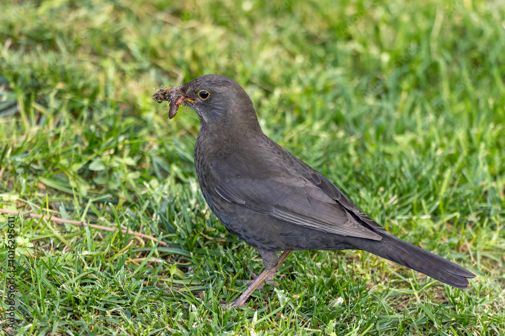 Close-up photo of a common black bird with worms in its beak Close-up photo of a common black bird with worms in its beak