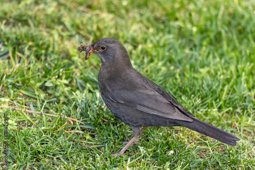 Close-up photo of a common black bird with worms in its beak