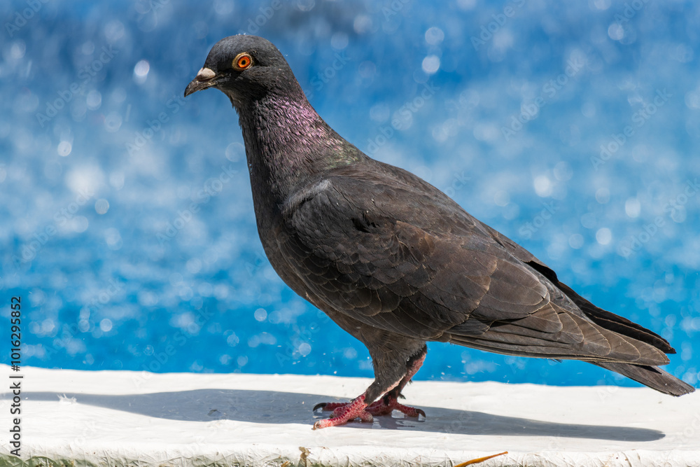 Fototapeta premium Pigeon on a fountain