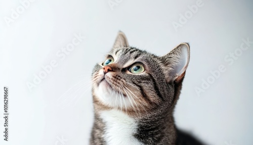 photography, portrait of a cute tabby cat tabby, white isolated background, copy space.