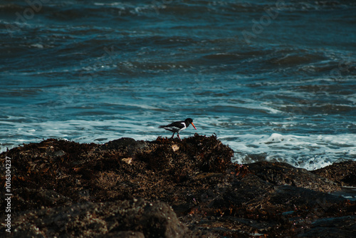 bird on the beach