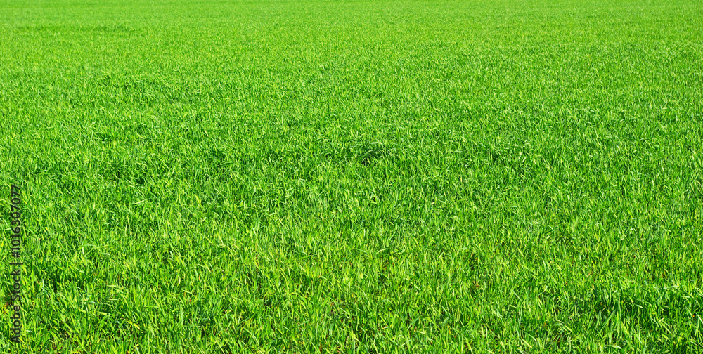 Green grass texture from a field Green grass texture from a field