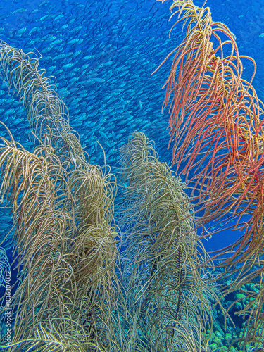 Baitball off the coast of the Cariibean island of Bonaire photo