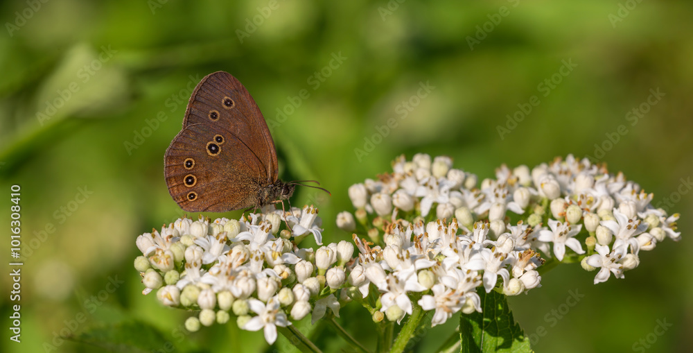 Fototapeta premium big brown butterfly on white flowers, Ringlet, Aphantopus hyperantus