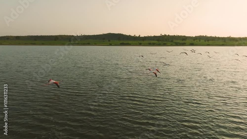 Serene scene of khur ass protected birds gracefully flying over the tranquil waters of the kuch gulf, with the warm glow of the setting sun casting a golden hue on the landscape photo