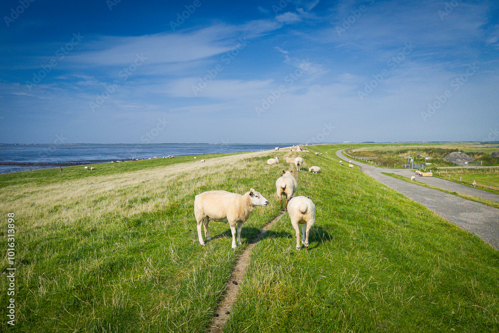Fototapeta premium Schafe am Deich, Rantumer Becken, Sylt, Deutschland