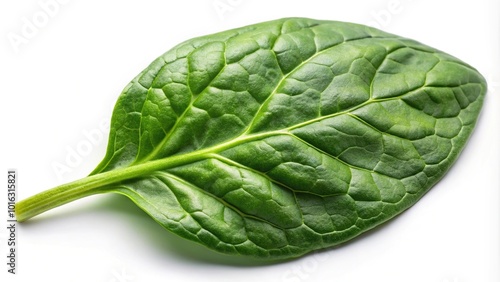 High angle view of fresh spinach leaf on white background