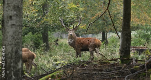 King of forest. Red deer stag, Cervus elaphus, patrols on forest meadow as does grazing around. Male of deer with majestic antlers. Rutting season in wildlife nature. Autumn in Bavarian forest.
