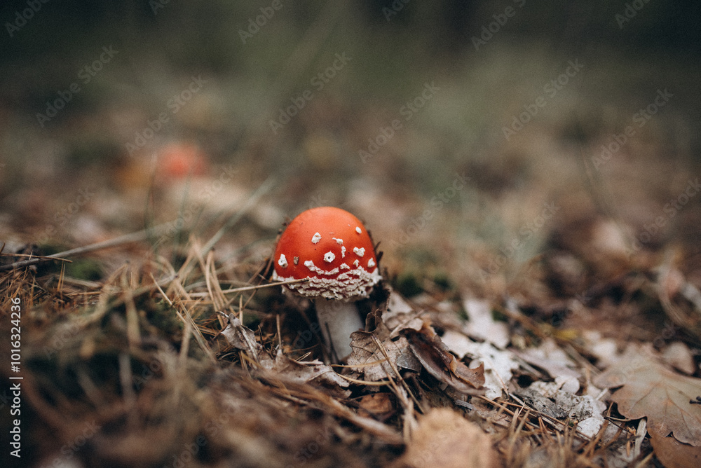 fly agaric mushroom in the forest fly agaric mushroom in the forest