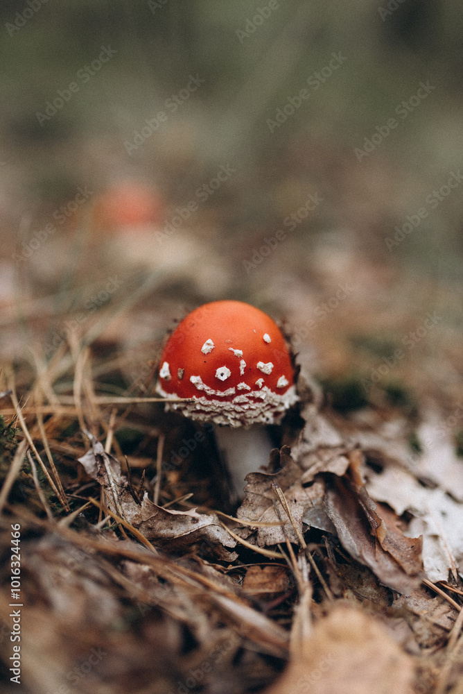 fly agaric mushroom in the forest fly agaric mushroom in the forest