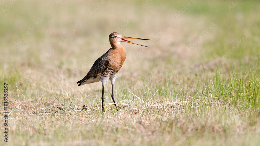 Fototapeta premium heron
