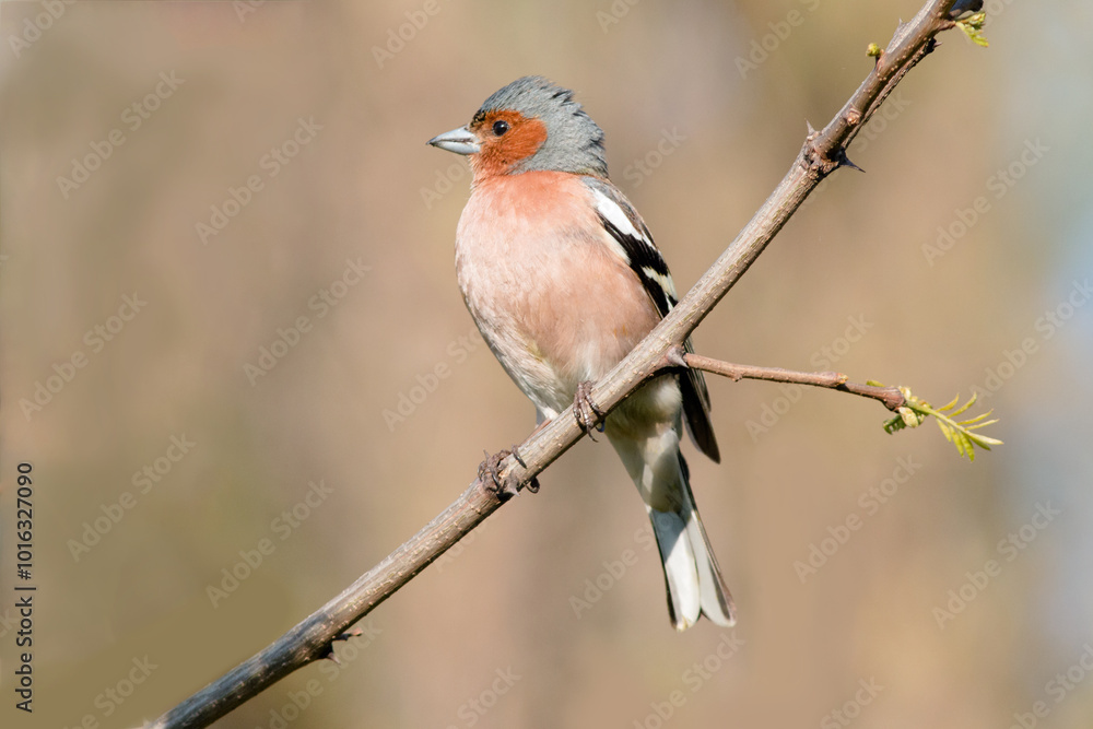 Fototapeta premium female cardinal on a branch
