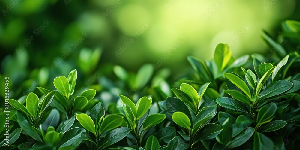 Vibrant green leaves create a lush backdrop, perfect for nature-themed projects and designs, evoking tranquility and growth. Vibrant green leaves create a lush backdrop, perfect for nature-themed projects and designs, evoking tranquility and growth.