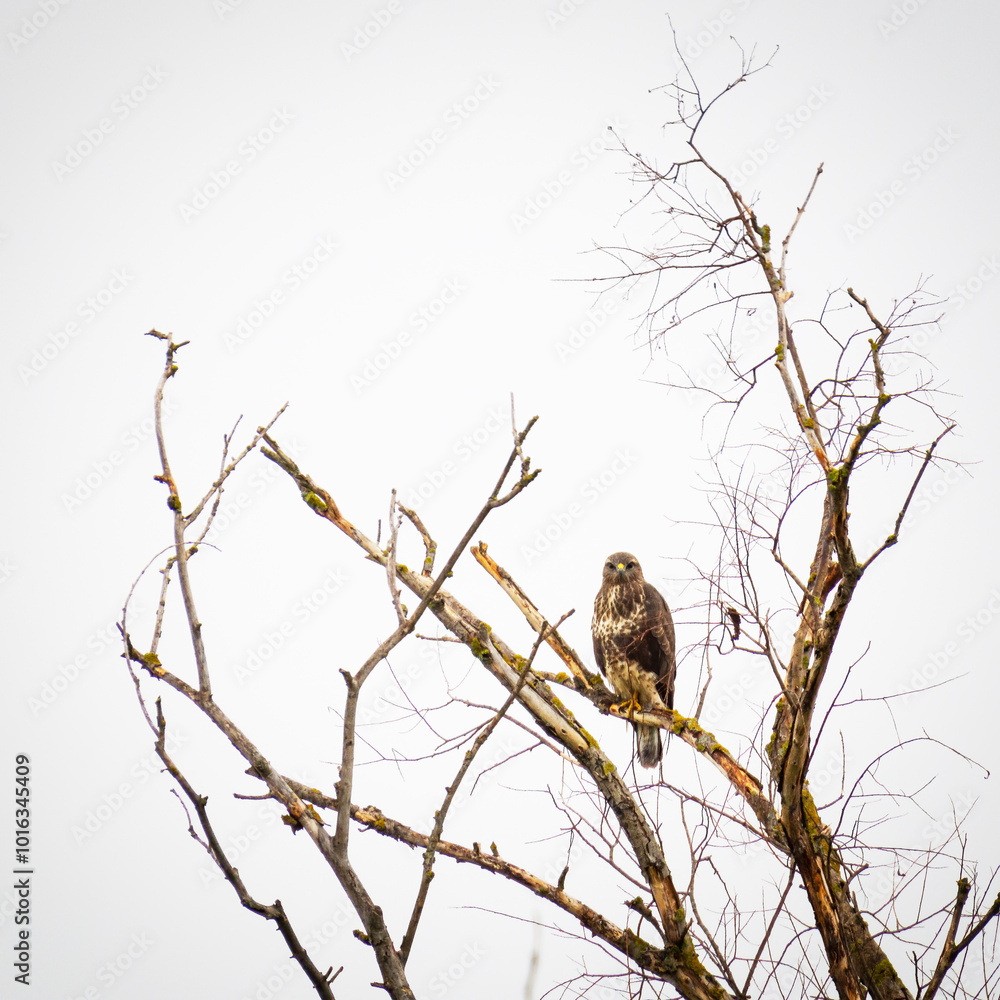 Common Buzzard (Buteo buteo) sitting in a bare tree in winter Common Buzzard (Buteo buteo) sitting in a bare tree in winter