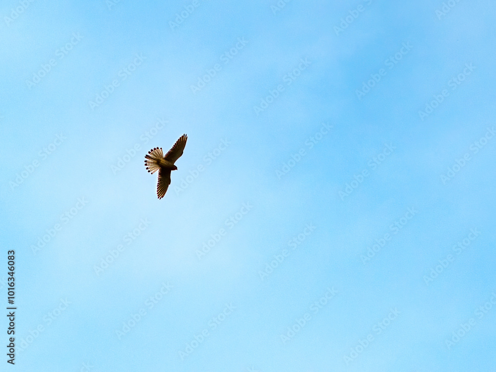 A bird of prey that slowly soars through the skies with its large wingspan spread A bird of prey that slowly soars through the skies with its large wingspan spread