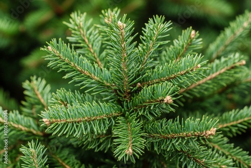 A close-up of a young fir branch with a garland in the summer. MZ