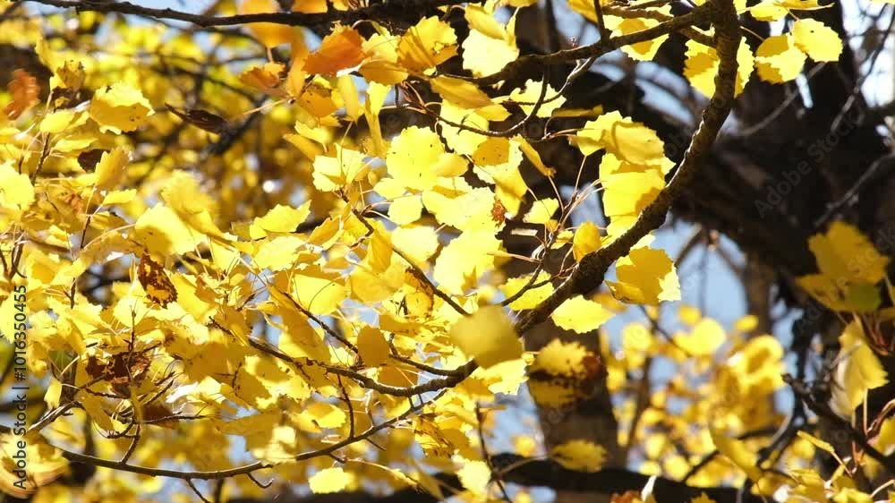 autumn aspen leaves sway in the wind on a clear sunny day autumn aspen leaves sway in the wind on a clear sunny day